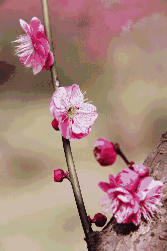 梅花开花动图图片