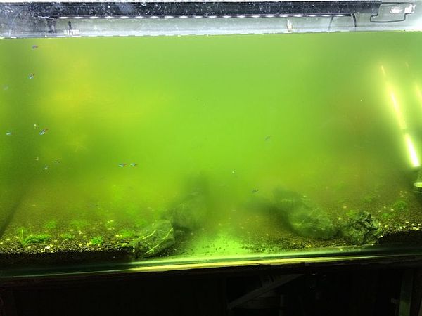 鱼缸绿水其实很好解决 不信进来看看 新闻频道 手机搜狐