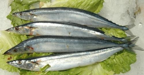 上海刀鱼"最后一捕" 售价最高每斤4000元