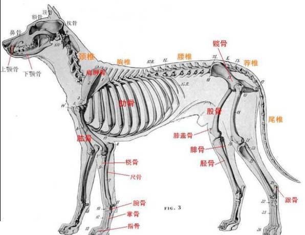 狗狗骨骼和与之有关的疾病 哪些是你不知道的 新闻频道 手机搜狐