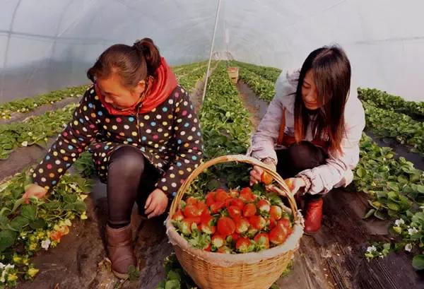 7 赣榆城西有机绿色草莓基地
