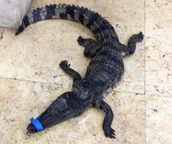 重庆一小区花园里惊现鳄鱼 体长1米多