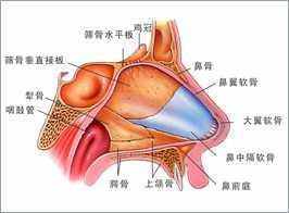 一旦發現孩子鼻子不通氣,流黏濃涕,且出現頭暈,頭痛的症狀,建議去耳鼻