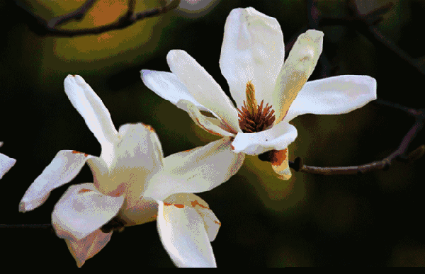 三月的太湖湿地, 关不住的满园春色, 还有玉兰,茶花,紫荆花, 结香等