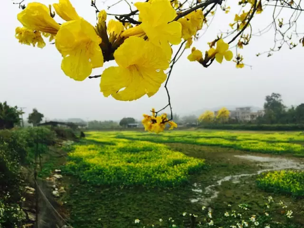 驚豔花都丨踏春去!看盡赤坭漫山遍野的