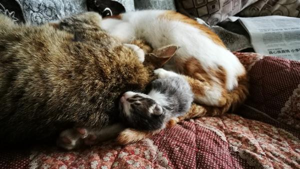 一只大猫叼着一只小猫回家以后,整个剧情都变了