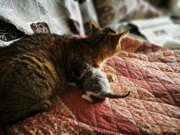 一只大猫叼着一只小猫回家以后,整个剧情都变了