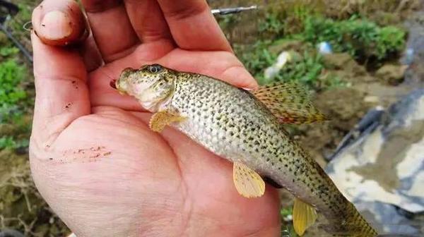 菜花黄,钓鱼忙,赶快来,这里的鱼多得钓不完!