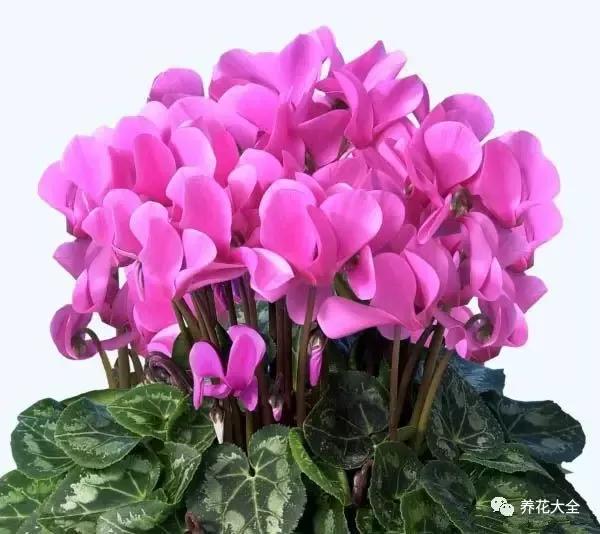 仙客来(花期12-6月)