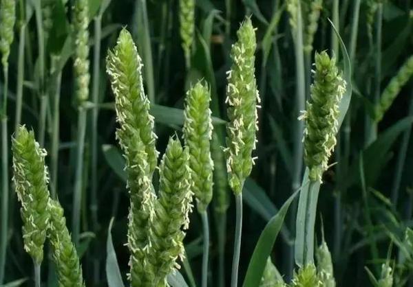 夏日:梅子金黃杏子肥,麥花雪白菜花稀.