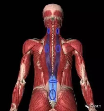 竖脊肌只是一块肌肉 来看详细分析 新闻频道 手机搜狐