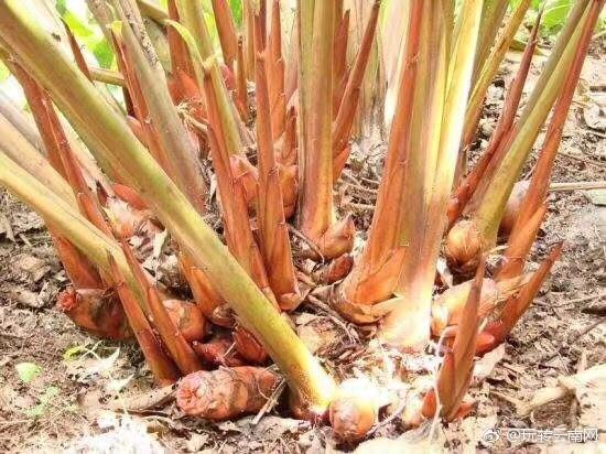 草果芽(大围山)