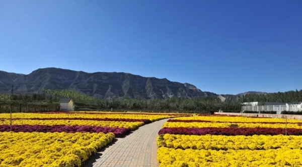 汾河灣·花境-全國唯一世界首家不間斷花展園區-旅遊頻道-手機搜狐