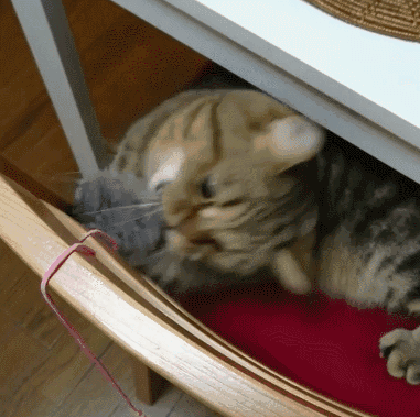 381_379gif 动态图 动图