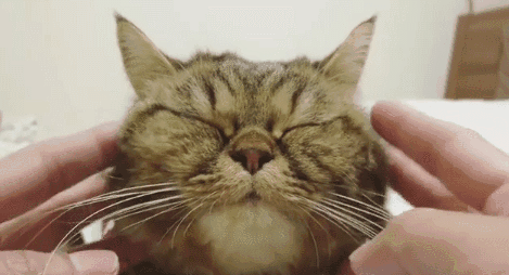 那是一些关于猫猫的故事,虽然大多是喵星人的日常,但两脚兽还是不嫌