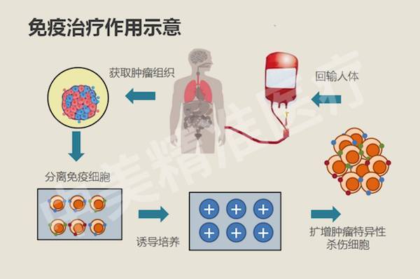 为什么免疫系统无法识别癌症 健康频道 手机搜狐