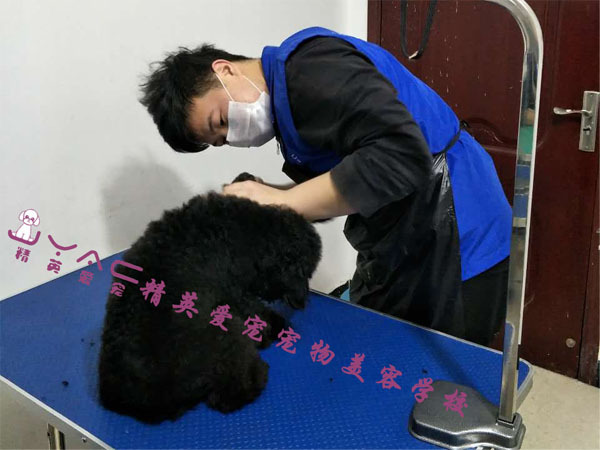 在广州学宠物美容师需要多少钱 新闻频道 手机搜狐