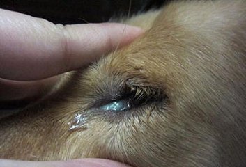 狗狗的泪痕前兆预防和改善 关键要找到原因 新闻频道 手机搜狐