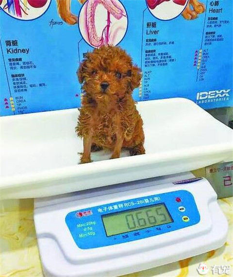 主人为了让泰迪节食减肥 结果小泰迪饿到吃蟑螂 无线频道 手机搜狐