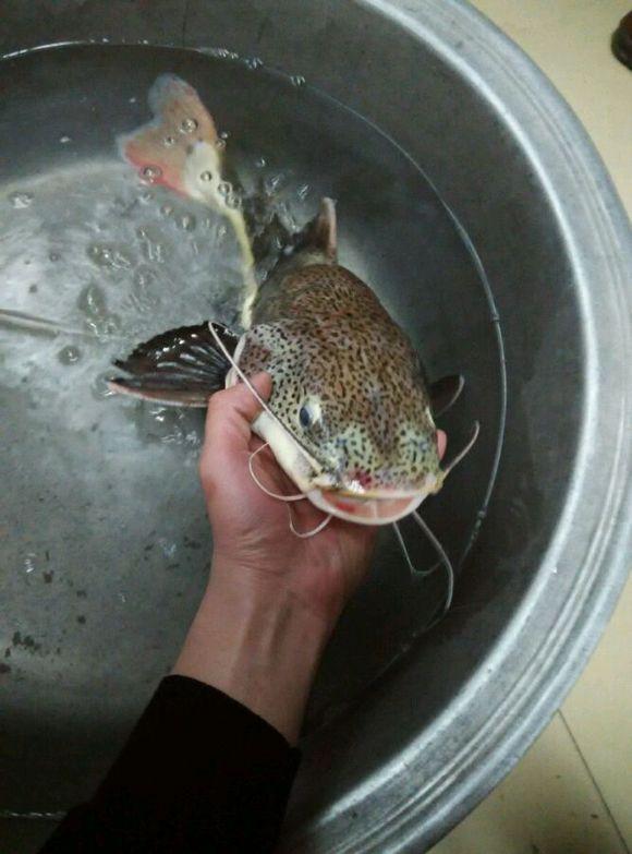 钓到一条很像大花猫的鱼,还长着胡须呢!