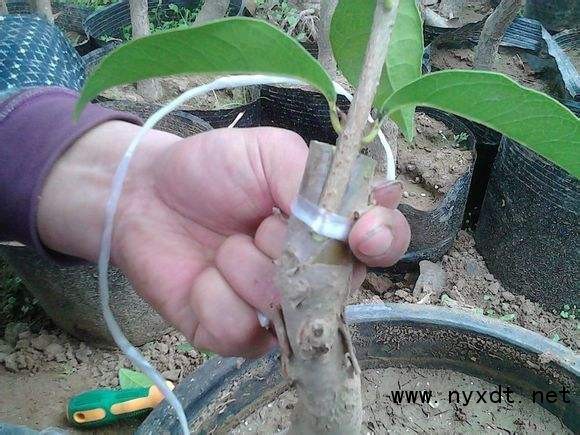 桂花的嫁接技巧,桂花树与哪种树嫁接最好?
