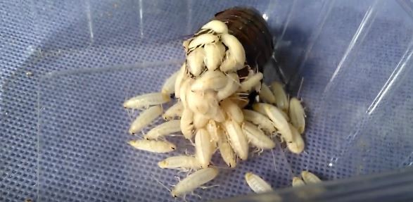 研究发现,3只母蟑螂一同生活的组合产卵最快,平均10天就能出产第掖挝