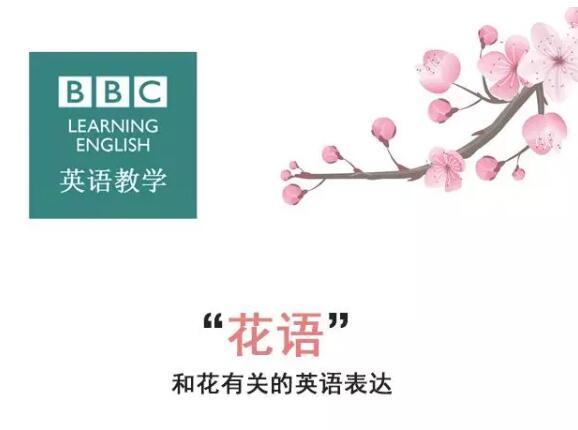 涨姿势 英国bbc带你了解各种不同花的 花语 教育频道 手机搜狐