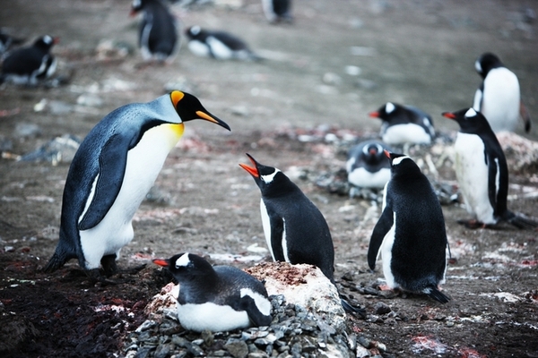哲夫:地球恒远寄慈航