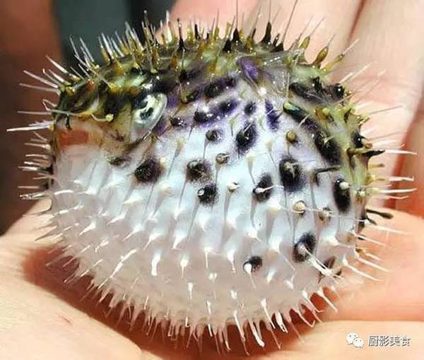 河豚已到最毒时 美食频道 手机搜狐