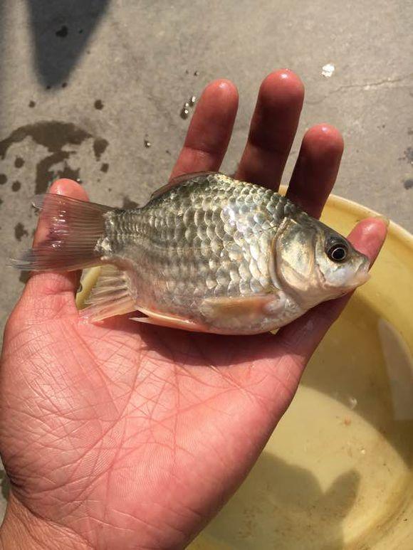 钓了20多年的鱼,没见过如此怪异的鲫鱼!