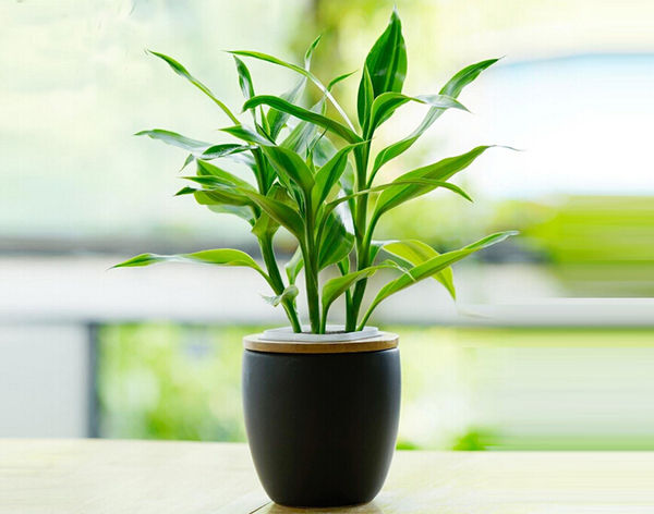 室内风水 风水中最招财的植物 正心阁 文化读书频道 手机搜狐