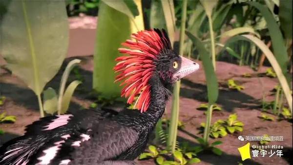 当然是中国生的华丽近鸟龙!