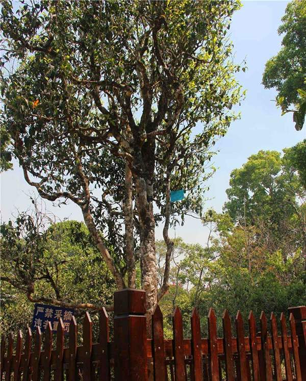 图为|老班章村茶王树