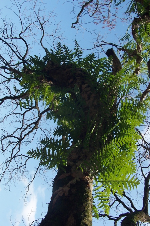枫扬树上的寄生植物