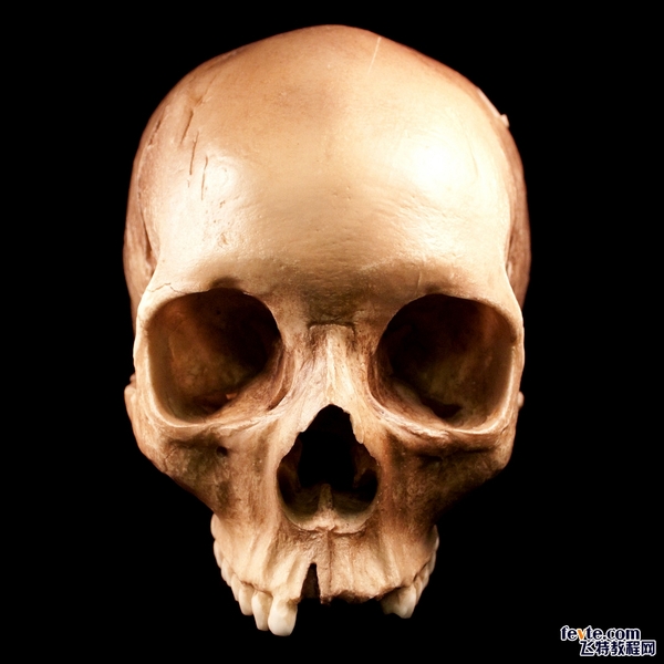 于是调研恶魔相关的形象参考,将代表性的骷髅头骨的鼻眼脸颊发现是