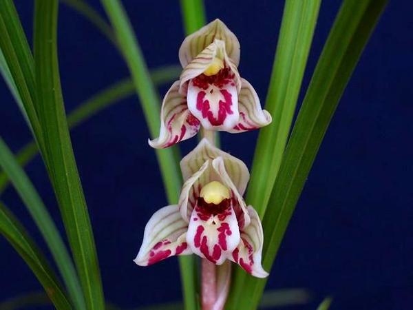 五朵金花二——剑阳蝶欣赏