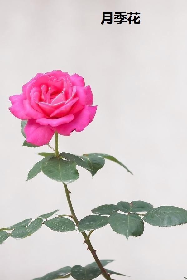 湘西苗医情缘之此花带刺可入药,治妇科月事不调症