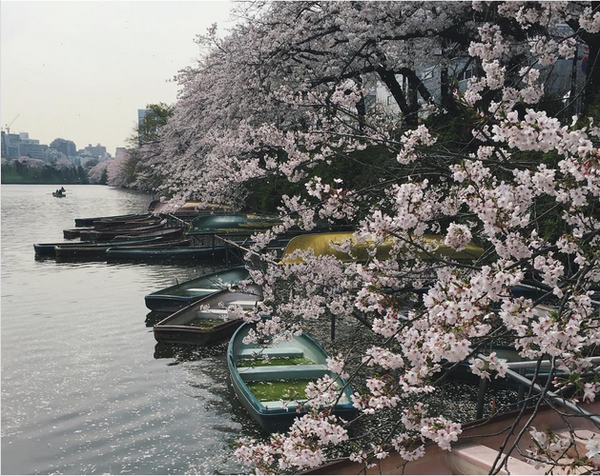 三月去日本,赏樱花,品日式美食