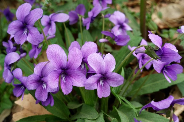 紫花地丁能清热解毒 凉血消肿 嫩叶可作野菜 健康频道 手机搜狐