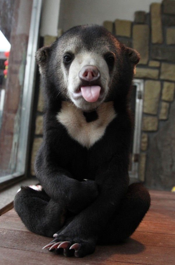 小时候的马来熊