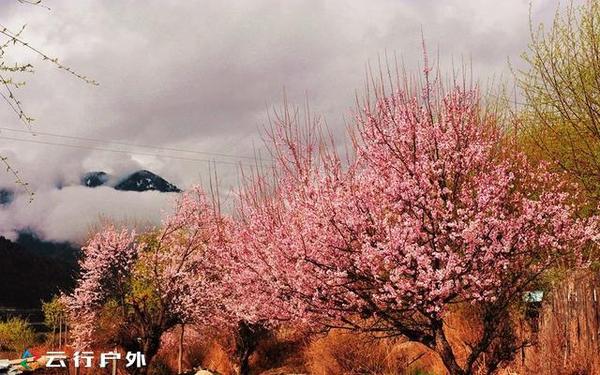 麗江到拉薩 冰雪滇藏行之 西藏江南林芝 十