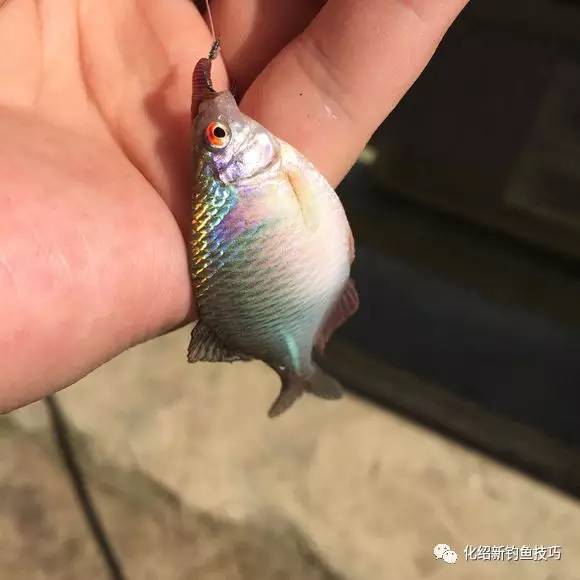 小野河薄刀鱼泛滥成群,拉都拉不完!你们那里管它叫什么