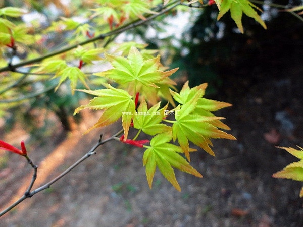 鸡爪槭怎么读(植物鸡爪槭怎么读)