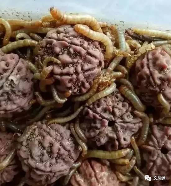 这是我见过最恶心的清理金刚菩提的方式!