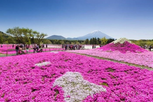 樱花凋落时芝樱盛开季 绝美富士山芝樱祭 旅游频道 手机搜狐