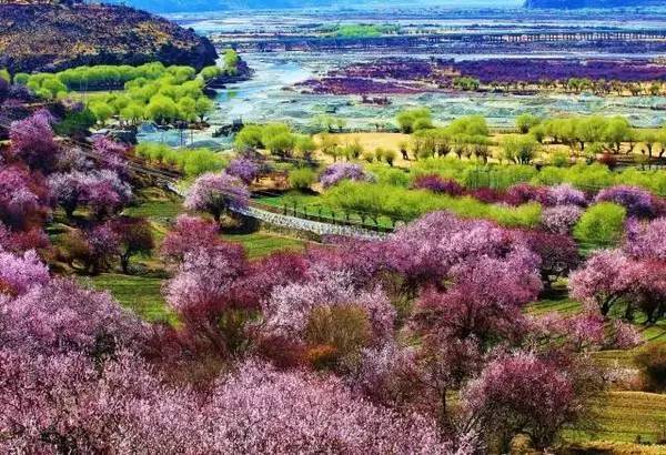 国内十大花海相继绽放 这美醉的景色 你怎可错过 旅游频道 手机搜狐