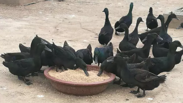 美食界千年网红黑鹜的自述