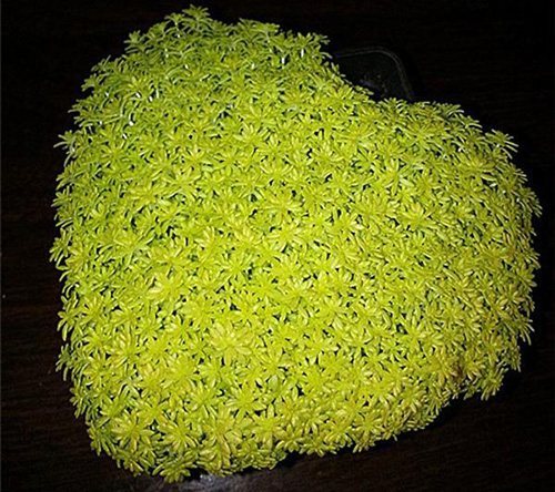 多肉植物界的黄金甲一一黄金万年草的养护技巧 新闻频道 手机搜狐