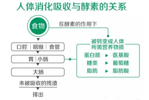 吃酵素减肥有副作用或会反弹吗 健康频道 手机搜狐