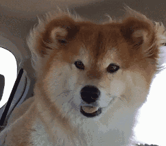 242_213gif 动态图 动图
